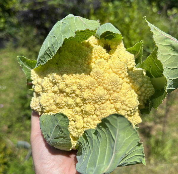 White Romanesco Cauliflower
