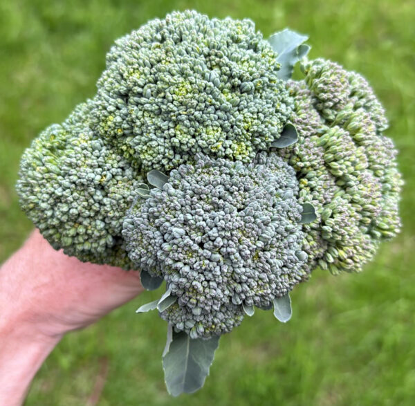 Seasonal Veg Box - July 2025 - Image 9
