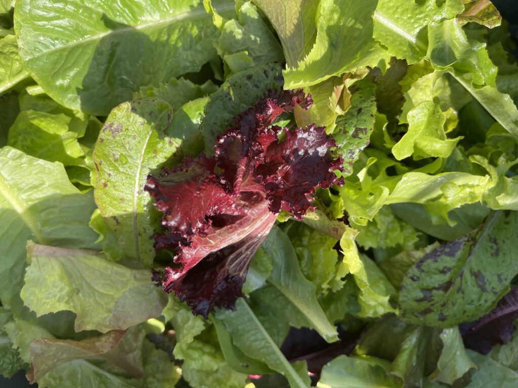 Secret Salad
