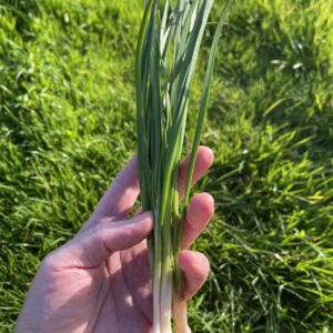 Chinese Garlic Chives