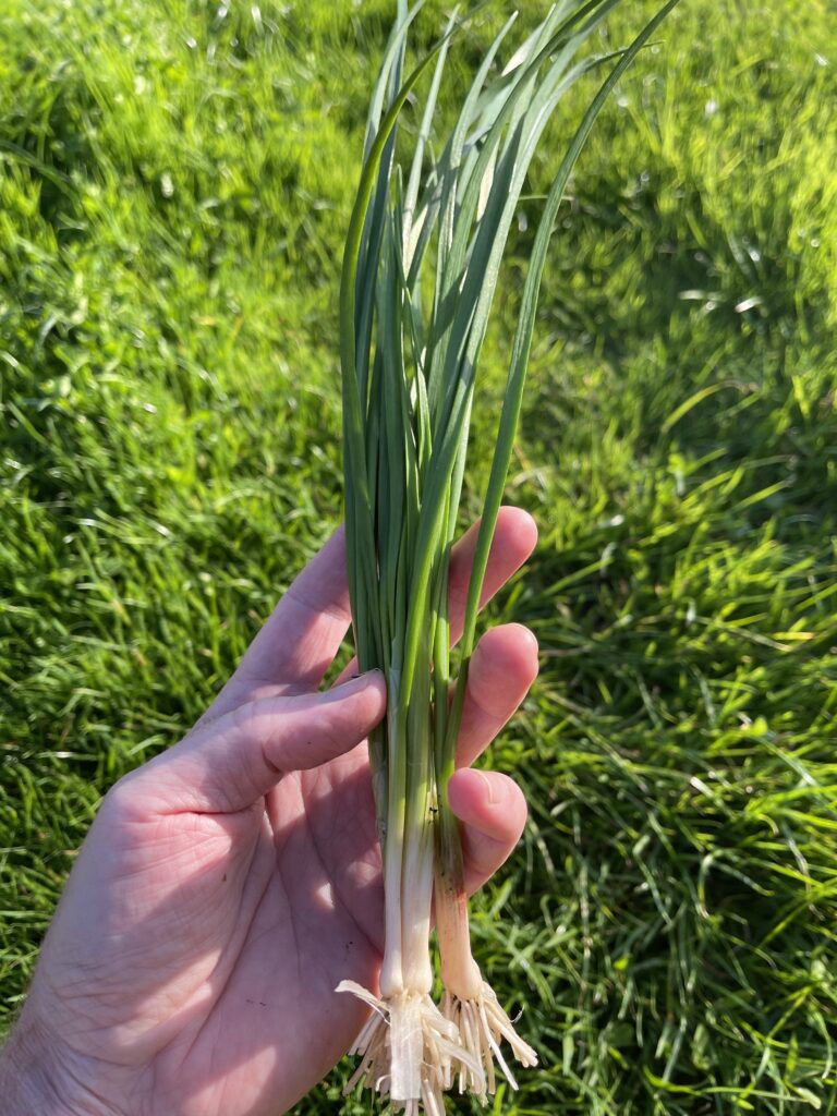 Chinese Garlic Chives