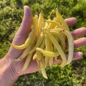 Maxidor Yellow Bush Bean (Copy)