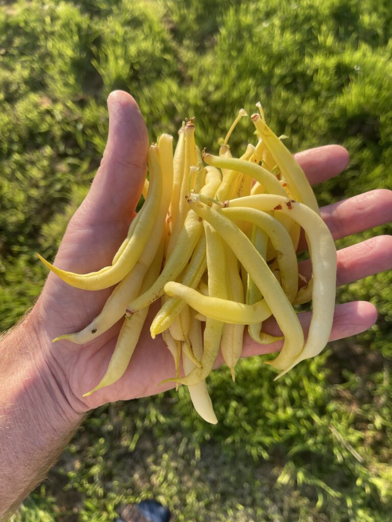 Maxidor Yellow Bush Bean (Copy)