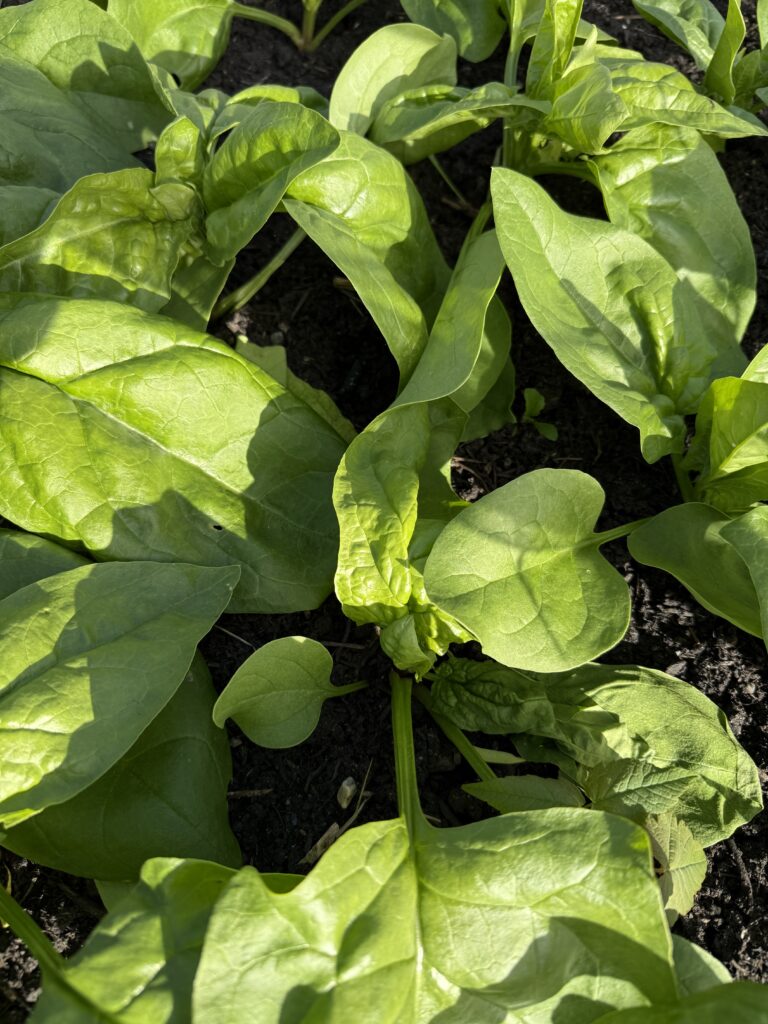 Giant Winter Spinach