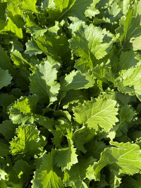 Seasonal Veg Box - May 2025 - Image 2