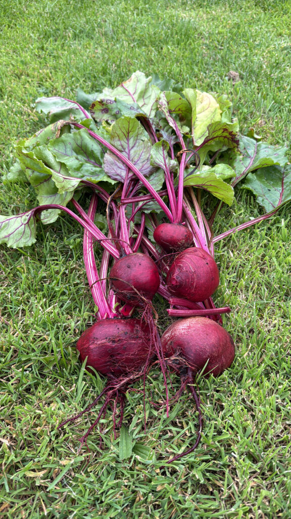 Mulatka Beetroot