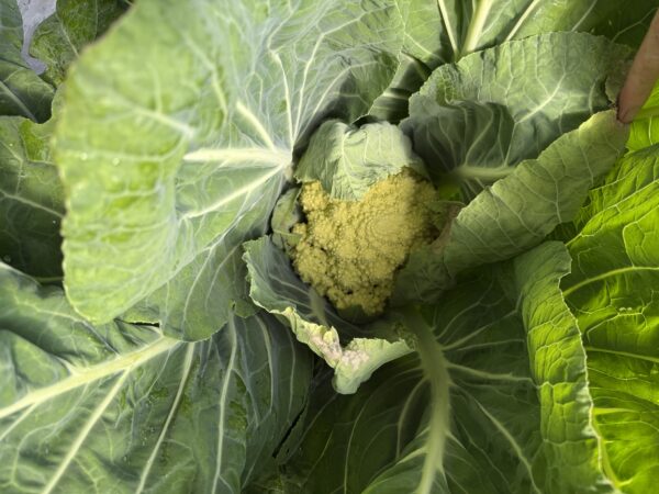 White Romanesco Cauliflower - Image 2