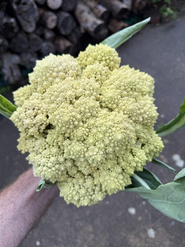White Romanesco Cauliflower - Image 3