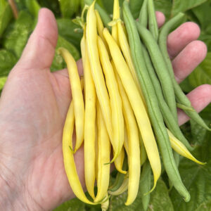French Bean selection