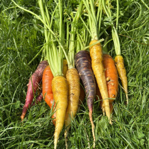 Carrots - bunched