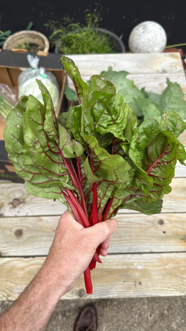 Rhubarb chard