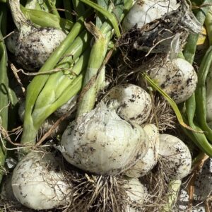 Stuttgarter Onion