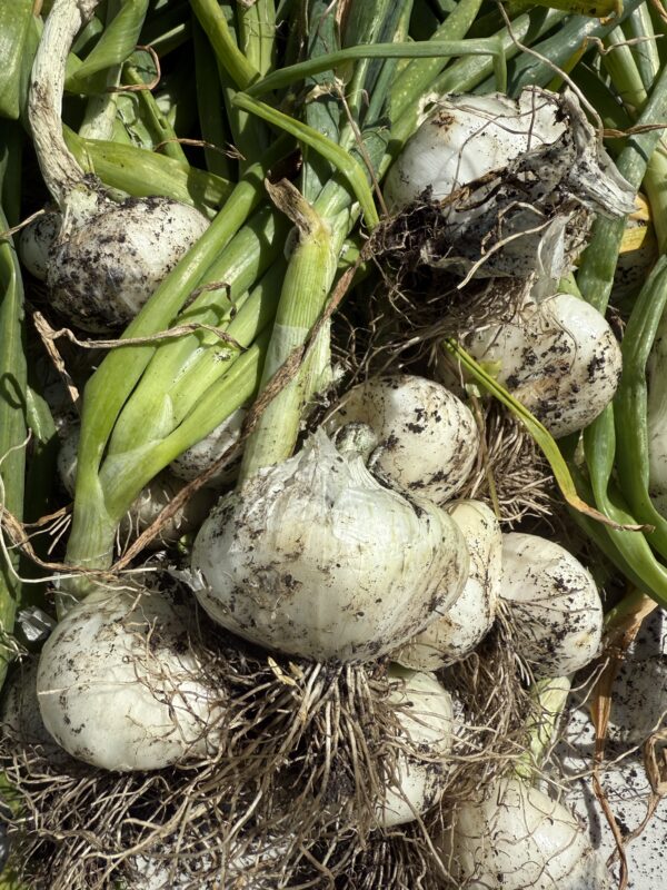 Stuttgarter Onion