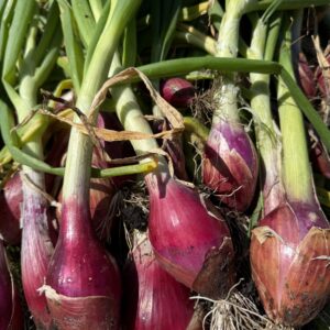 Tropea Lungo Onion