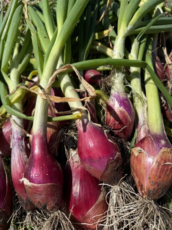Tropea Lungo Onion