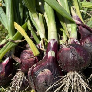 Red Barron Onion