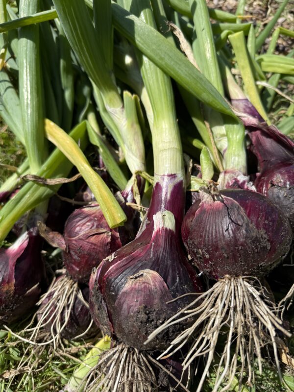 Red Barron Onion