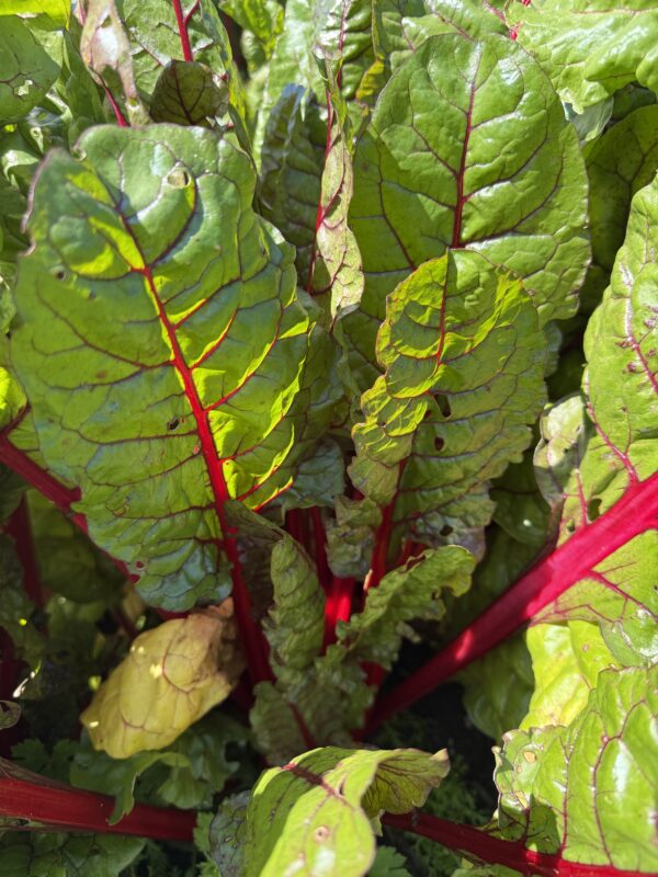 Rhubarb chard - Image 2