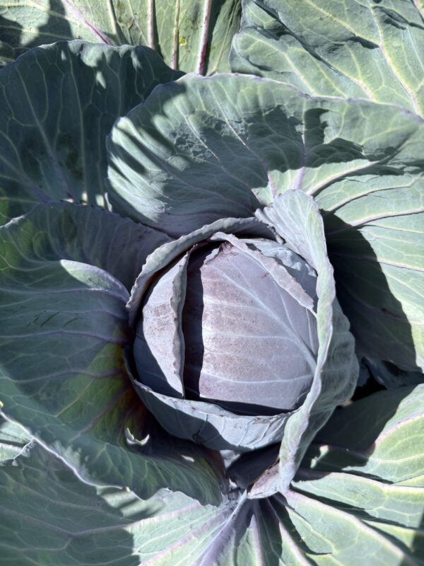 Rouge Tete Noir