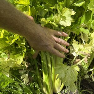 Golden self blanching Celery