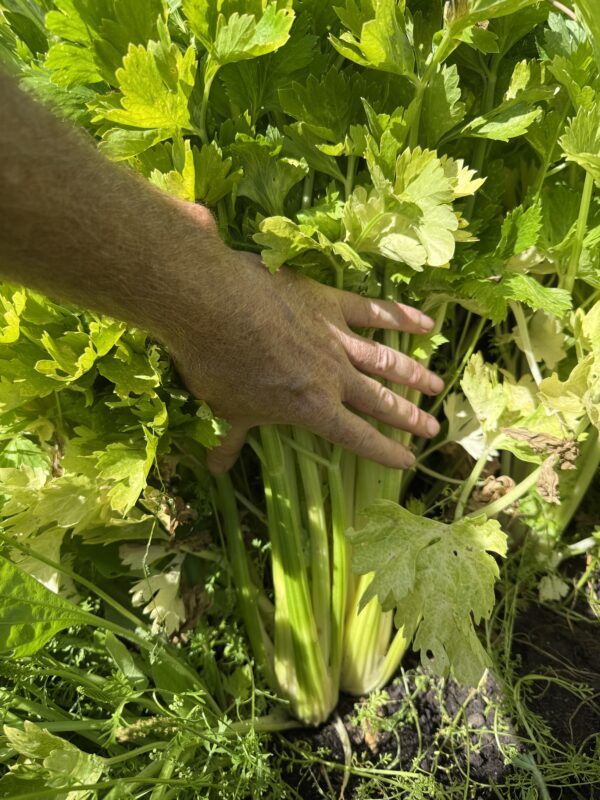Golden self blanching Celery